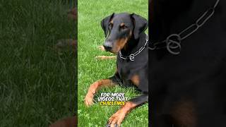 EAR AND TAIL CUTTING IN PETS UNDERSTAND THE PROS AND CONS Conclusion dog dogintelligence [upl. by Trust]