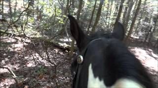 Chattooga River Trail in Georgia on our Tennessee Walking Horses [upl. by Feinstein]