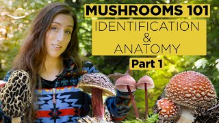 Mushrooms 101 Identification and Anatomy  Part 1 [upl. by Leamaj]