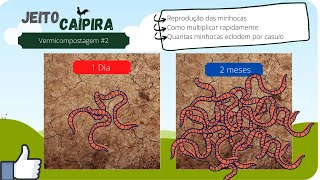 Reprodução de minhocas californianas como multiplicar mais rápidovermicompostagem 2 [upl. by Hamner]