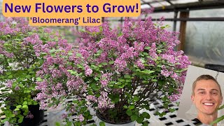 ReBlooming Lilac Bloomerang  Try this New Plant [upl. by Issy456]