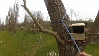 Putting up a Kestrel Nest Box [upl. by Tronna]