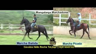 Marcha Batida vs Marcha Picada diferença entre marchas Mangalarga Marchador cavalos marchadores [upl. by Drews706]