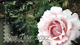 Rose Garden Tour 2022 David Austin Kordes Tantau Meilland Tom Carruth [upl. by Glyn768]