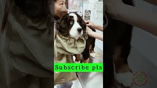 kutte ke 😂 injection  dog injections  funny dog [upl. by Yance]