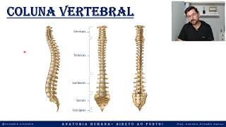 Coluna vertebral  Esqueleto axial  Sistema esquelético  Anatomia direto ao ponto [upl. by Iblehs187]