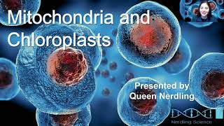 Mitochondria and Chloroplasts [upl. by Aniara]