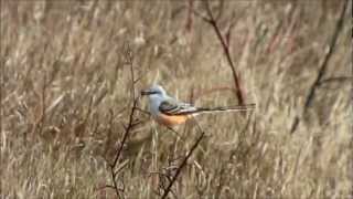 Scissor tailed Flycatcher [upl. by Ethelinda]