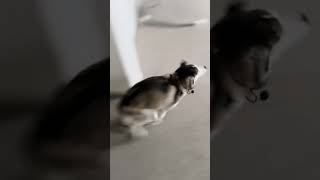 Sapphie the pomsky gets Sunday morning zoomies [upl. by Ardnuaed]