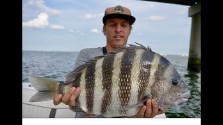 How to Catch Sheepshead Full Sheepshead Tutorial Tips and How To [upl. by Yoj]