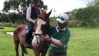 How To Fit A Cavesson Nose Band And Flash  One Minute With Cathy [upl. by Pieter]