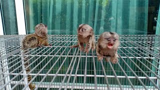 Cutest Tiny Marmoset Monkeys [upl. by Darius413]