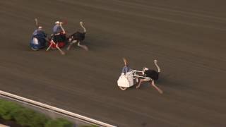 June 18 2016  Ostrich Derby [upl. by Clarissa248]