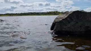 Lake water lapping with low sounds at Coole Park [upl. by Jenny]