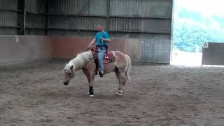 Emanuel Ernst mit Haflinger Nico  Freestyle Training [upl. by Acirre]