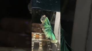 Beautiful Half Moon Betta bettafish beautiful betta [upl. by Lekram81]