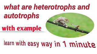 What are heterotrophs and autotrophs easy definition heterotrophsautotrophs [upl. by Appolonia]