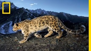 Searching for the Snow Leopard  National Geographic [upl. by Volnak]