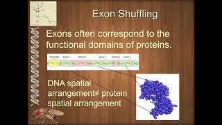 BIOL 6330 Unit 3 5 1 Exon Shuffling [upl. by Aynos]