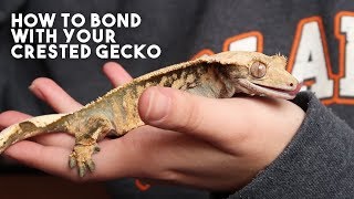 5 TIPS THAT WILL MAKE YOUR CRESTED GECKO LOVE YOU [upl. by Murial]