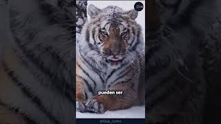 ¿Conocías a este tigre animales tigres siberiano [upl. by Bili]