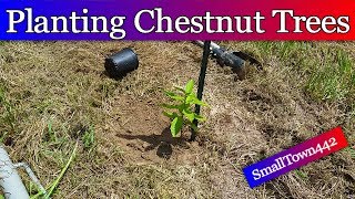 Planting Chestnut Trees [upl. by Shushan]