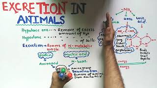 Excretion In Animals  Ammonotelic Ureotelic And Uricotelic  Class 12 Biology [upl. by Kimmy]