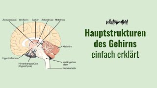 Hauptstrukturen des Gehirns einfach erklärt  Aufbau  Cerebellum  HypoThalamus  Diencephalon [upl. by Kant]