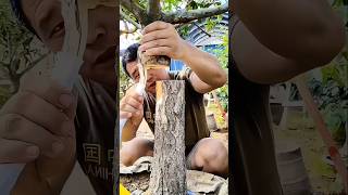 The Next Level Of Grafting Techniques farming bonsai magic [upl. by Biddy]