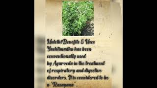 Benefits of Mulethiliquoriceyoutube shorts rasayan 🌿 [upl. by Thornie]