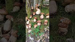 Funghi Porcini 2024 quotBoletus di Giugno quot 🍄‍🟫NaturaWild FunghiPorcini2024 PorciniEstatini [upl. by Er606]