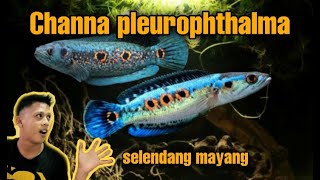 IKAN CHANNA PLEURO  ikan selendang mayang [upl. by Aikal94]