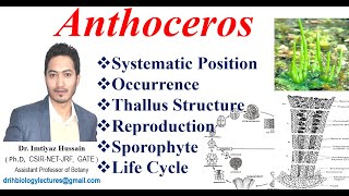 Anthoceros Life Cycle Classification Thallus structure Reproduction Sporophyte [upl. by Bullion]