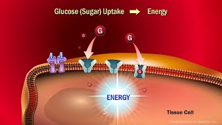 The Role of Insulin in the Human Body [upl. by Amor]