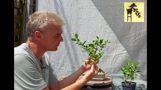 Ficus macrocarpa bonsai  3 [upl. by Queenie]