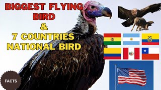 Andean Condor Biggest Flying Bird 7 countries national bird [upl. by Nahtaoj]