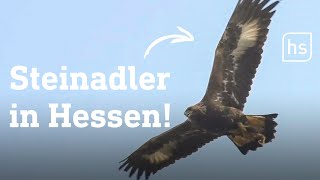 Wilder Steinadler erstmals seit 1939 in Hessen gesichtet  hessenschau [upl. by Tullius190]