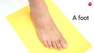 How to measure your foot for ordering shoes online [upl. by Idorb]