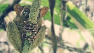 Tarsier Sanctuary [upl. by Yerdua177]