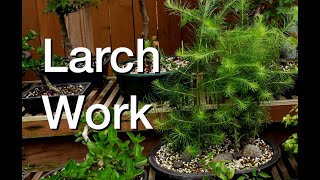 Larch Work Part 1 Daves Bonsai E332 [upl. by Betz96]