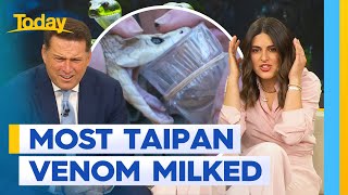 Australian Reptile Park breaks record for most Taipan venom milked  Today Show Australia [upl. by Onitram]