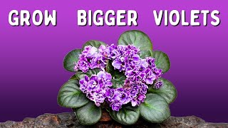 The Beginners Guide to Switching African Violets to LECA [upl. by Sudnak47]