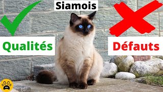 Comportement du Chat Siamois 👉Caractère  Défauts amp Qualités [upl. by Alysa579]