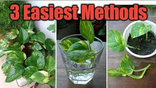 3 EASIEST Methods of Propagation of Pothos Epipremnum aureum How to Propagate Pothos [upl. by Herby]