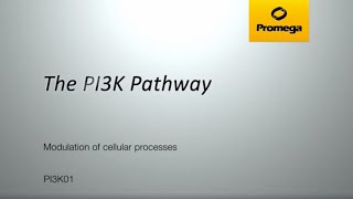 The PI3K Pathway [upl. by Bergeman210]