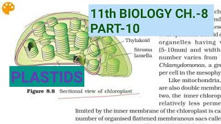 Class 11 Biology Ch8Part10PlastidsStudy with Farru [upl. by Llennor]