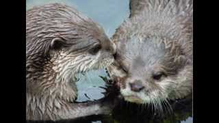 Otters in Love Holding Hands in a Stream  The Song [upl. by Ikir]