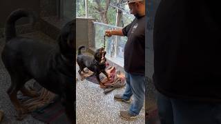 Aggressive Rottweiler Bubzee Attacks Owner On His Birthday shorts rottweiler dogs youtubeshorts [upl. by Pfeifer]