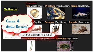 NEET imp mollusca example learn with Photographic memory Animal kingdom 11th bio Sudhir Banjare [upl. by Fawna]