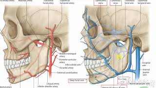 Pterygoid venous pluxes [upl. by Cormack992]